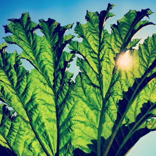 Gunnera - Vinyl LP