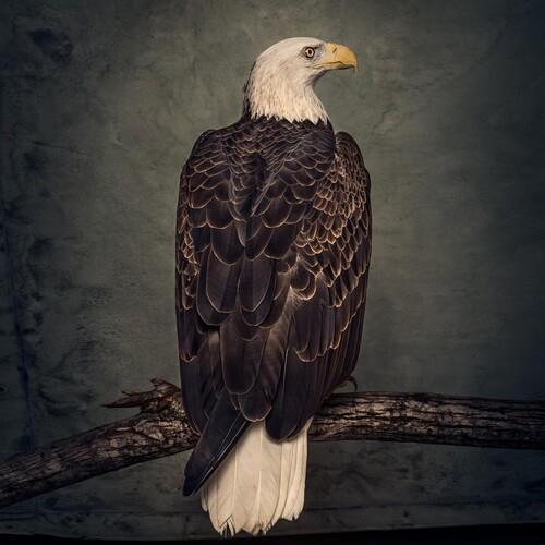 Book Of Bad Decisions - Vinyl LP