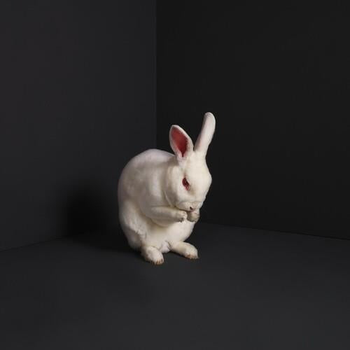 Rabbits - Vinyl LP