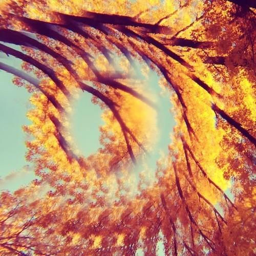 Forest Bathing - Vinyl LP