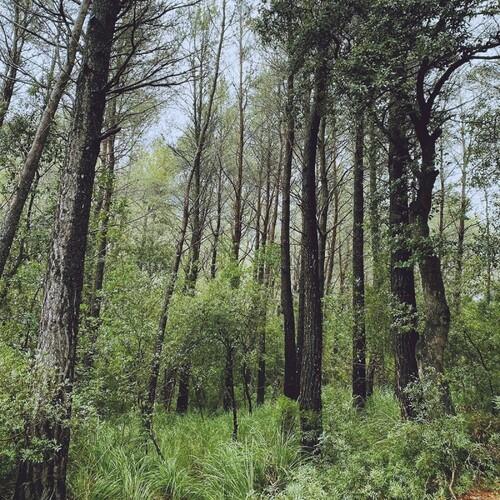 Evergreen Oak - Vinyl LP