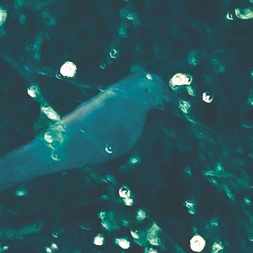 Wa-zoh - Vinyl LP