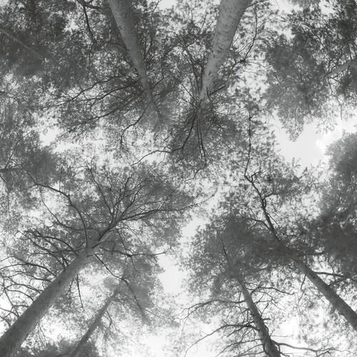 Traveller Song/Thanksong - Vinyl LP