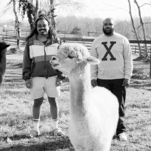 Black and white photo of two men standing outdoors with a white alpaca in a grassy field