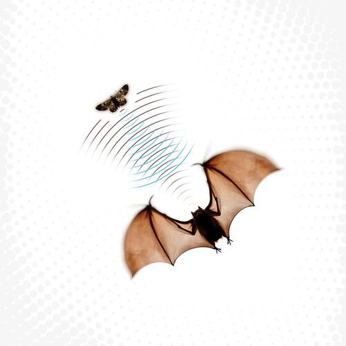 Echolocation - Gray - Vinyl LP (Gray)