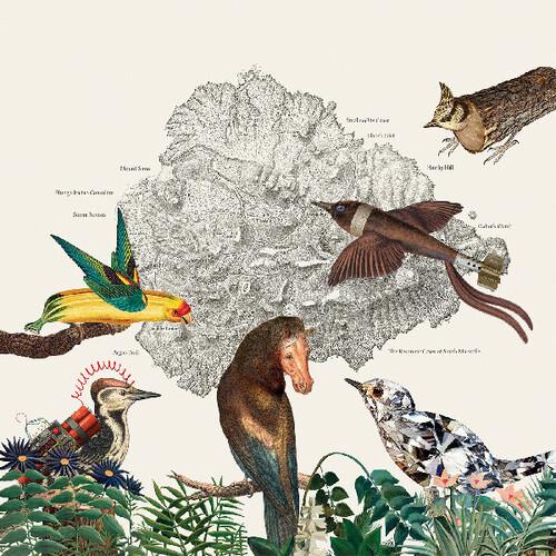 The Birds of Marsville - Vinyl LP