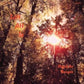 Satt Att Se - Vinyl LP