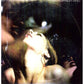 Saturday Night Wrist - Vinyl LP