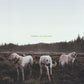 Albatross - Vinyl LP