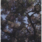 Trees - Vinyl LP