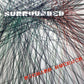 Surrounded - Vinyl LP
