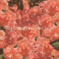 Resurrection Year - 7-Inch Single