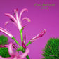Pop Ambient 2014 / Various - Vinyl LP