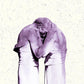 Familiars - Vinyl LP