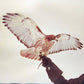 Wild Birds - Vinyl LP