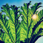 Gunnera - Vinyl LP