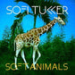 Soft Animals - Vinyl LP