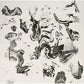 UNEXPLAINED AMERICAN GOAT - Vinyl LP