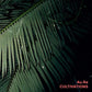 Cultivations - Vinyl LP