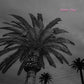Faded Days - Vinyl LP