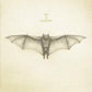 White Bat - Vinyl LP