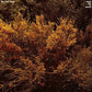 Tracing Back The Radiance - Vinyl LP