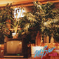 My Star - Vinyl LP