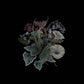 Wildflowers - Limited Edition Vinyl LP 180 Gram (Black)