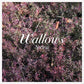 Spring - Vinyl LP (Pink/Green)