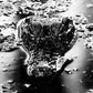 Emanation Body - Vinyl LP