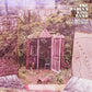Carolina Confessions - Vinyl LP