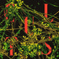 Host - Vinyl LP