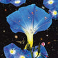 Nighttime Birds And Morning Stars - Vinyl LP