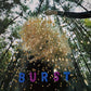 Burst - Limited Edition Vinyl LP