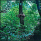 Projections - Limited Edition Vinyl LP