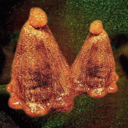 Oocyte Oil & Stolen Androgens - Vinyl LP