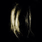 Plague Notes - Vinyl LP