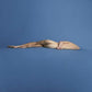 Low Grade Buzz - Vinyl LP (Blue)