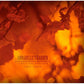 Time's No Measure 1987-1993 - Vinyl LP