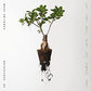 Let The Soil Play Its Simple Part - Vinyl LP