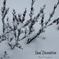 Winter Contemplations - Vinyl LP