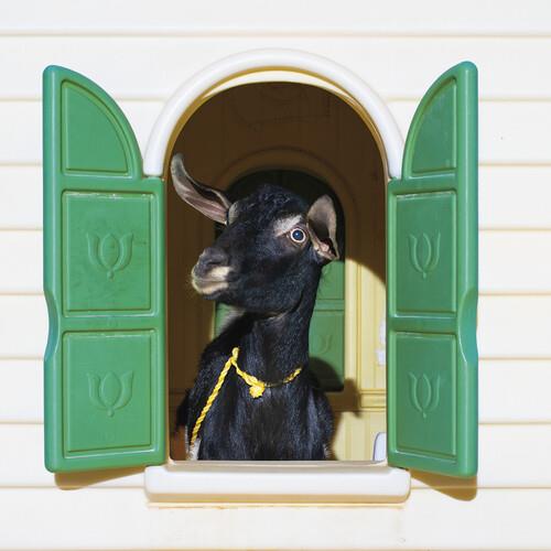 Wild Loneliness - Green & Yellow - Vinyl LP (Green/Yellow)