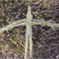 Villager - Vinyl LP