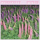 Winded - Vinyl LP (Purple)