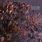 Internal Radio - Lavender - Vinyl LP
