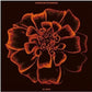 All Souls - Vinyl LP 180 Gram (Orange)