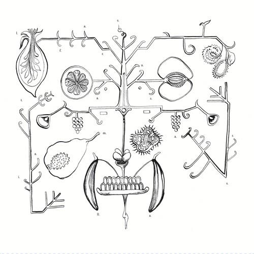 las frutas amarillas - Vinyl LP