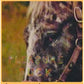 Pleasure Suck - Limited Edition Vinyl LP (Orange)
