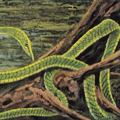 Green Graves - Vinyl LP
