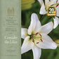 Consider the Lilies - 20th Anniversary Remastered Edition - Vinyl LP